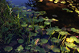 Waterlilies